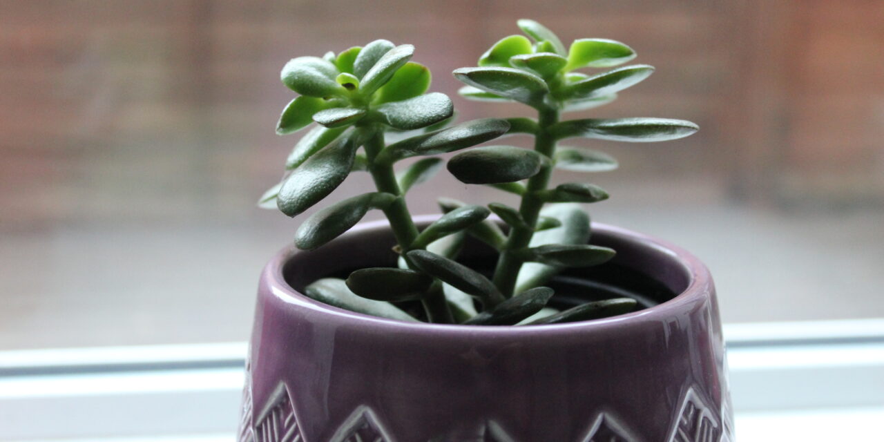Health, Happiness and Houseplants: A How-To Guide