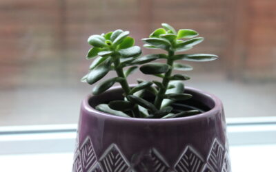 Health, Happiness and Houseplants: A How-To Guide