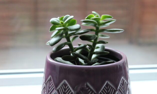 Health, Happiness and Houseplants: A How-To Guide