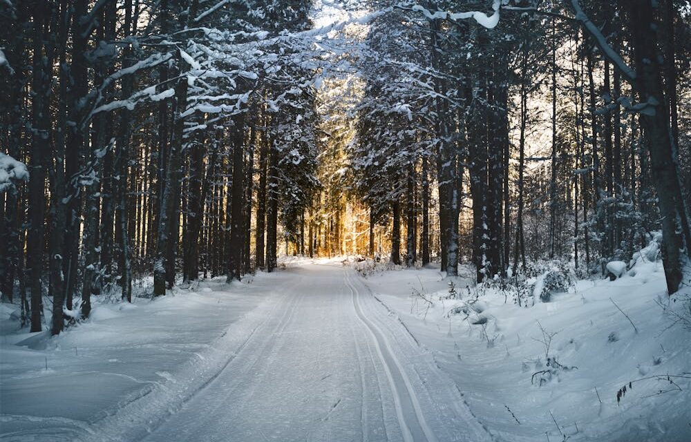 Windows to Winter